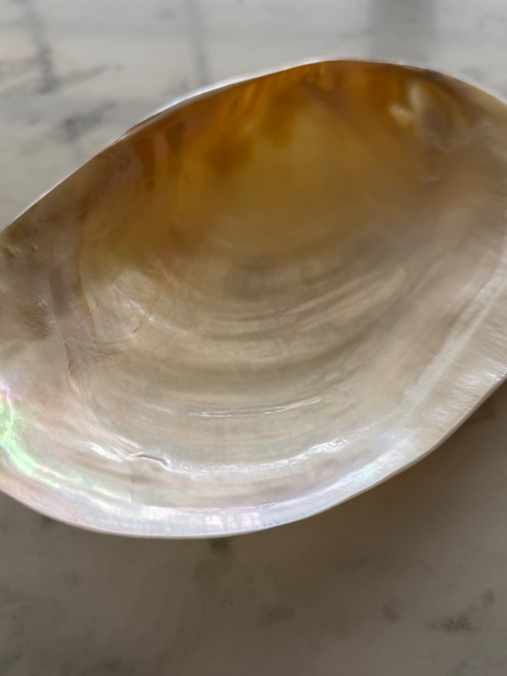 NWT! Pottery Barn Polished Decorative Shell - Picture 2 of 5